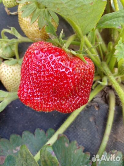 Рассада клубники