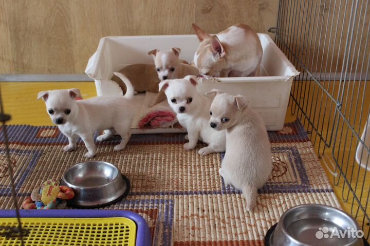 Щенки чихуахуа
