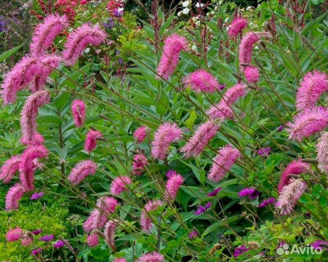 Многолетники Кровохлебка тупая