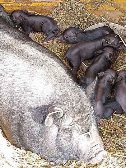 Вьетнамские поросята