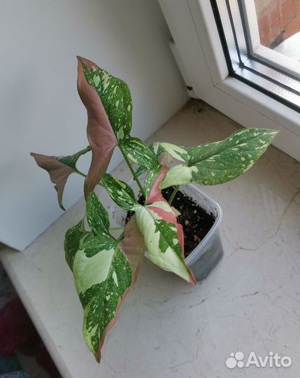 Сингониумы, фикус