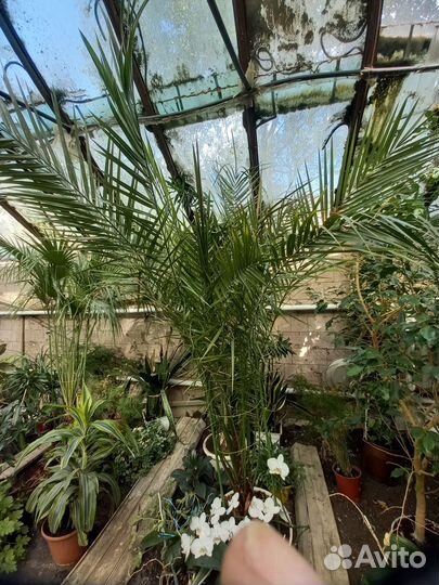 Финиковая пальма