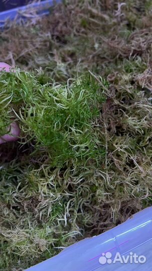 Мох сфагнум