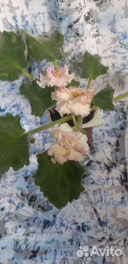 Фиалки разные