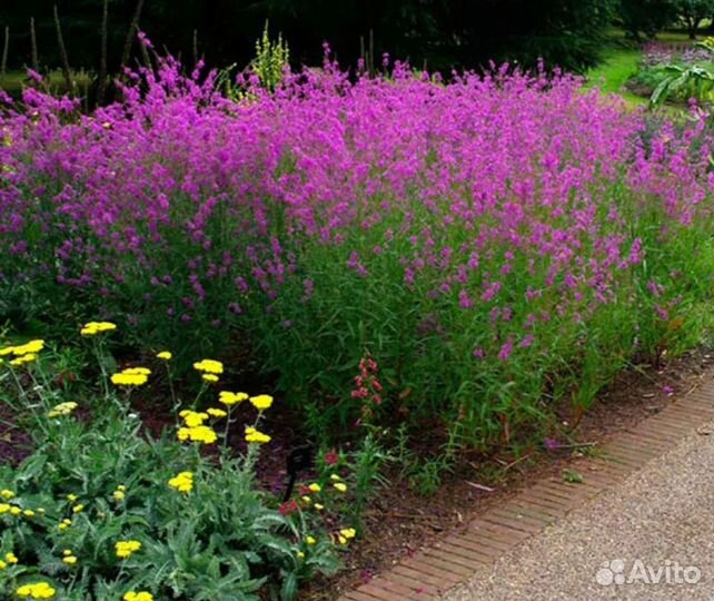 Дербенник иволистый