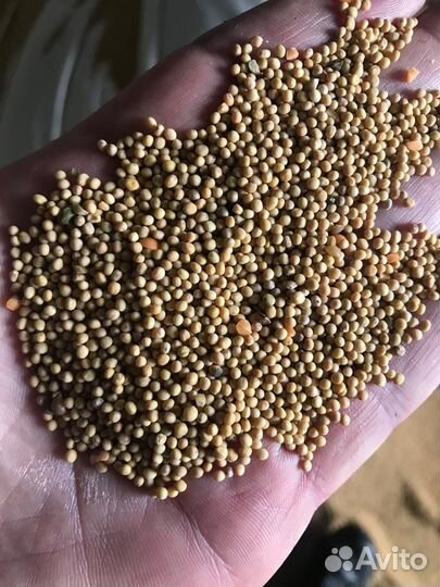 Семена горчицы