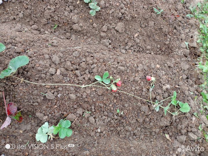 Вьющиеся Ремонтантная клубника усы