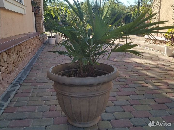 Пальма Трахикарпус