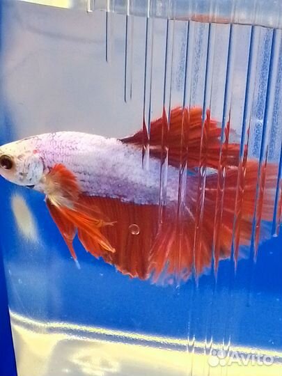 Аквариумная рыбка Петушок