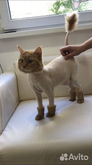 Услуги грумера