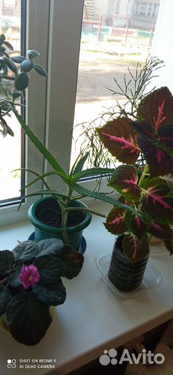 Цветы для дома и офиса