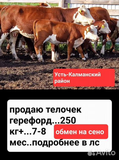 Чистопородные телки,коровы герефорд
