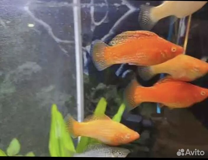 Велифера Оранж