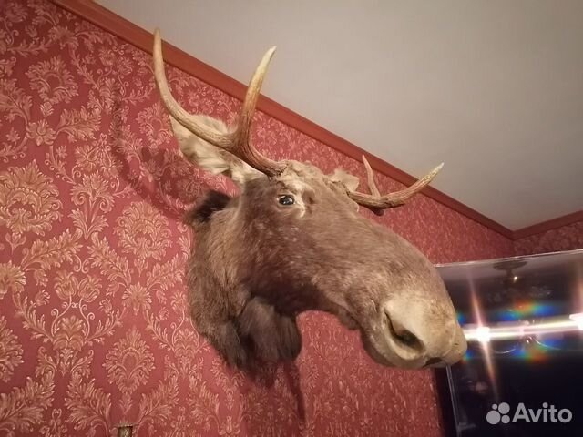 Чучело головы лося
