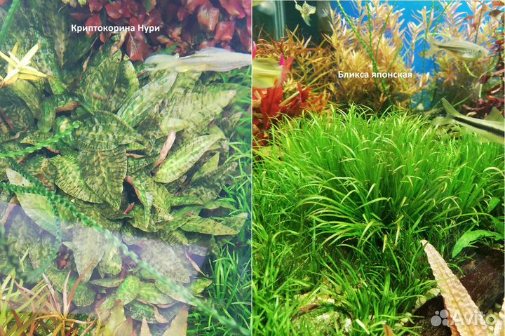 Аквариумные растения