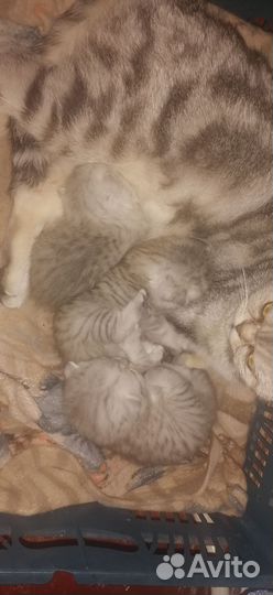 Продам котят