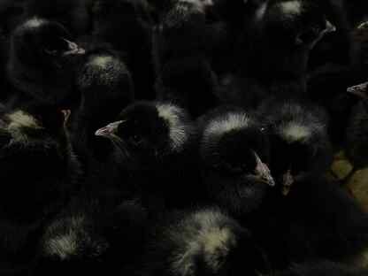 Цыплята Гризбар суточные в наличие и под заказ, Дно