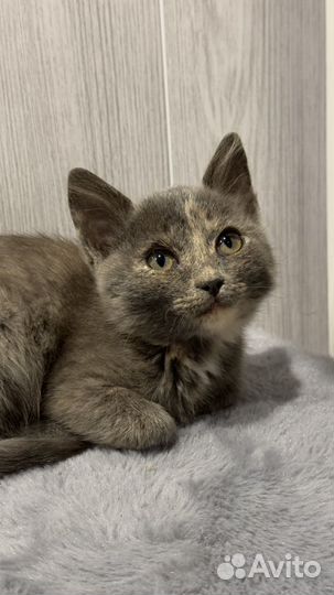 Воспитаные котята (девочки)