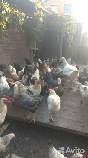 Домашние куриные яйца, куры