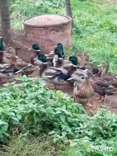 Подсадные утки для охоты