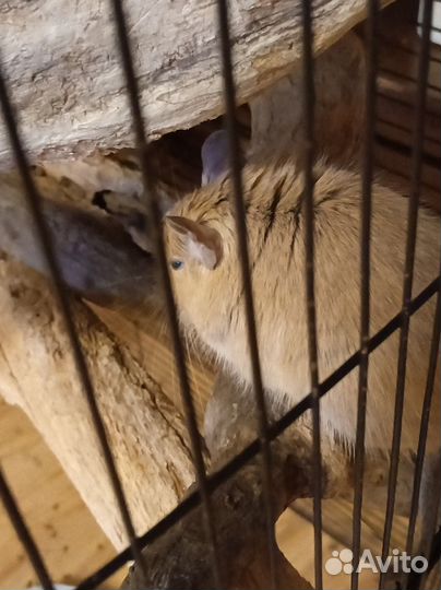 Белка дегу девочки