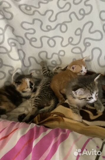 Котята 2 месяца