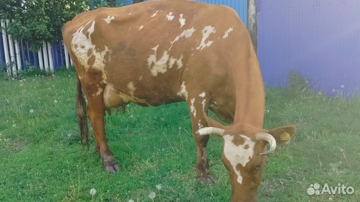 Корова дойная