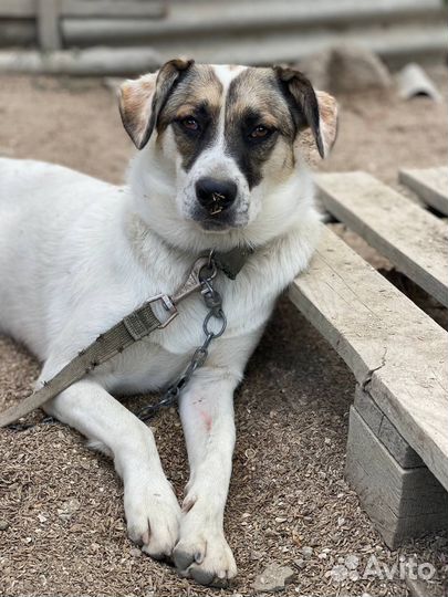 Отдам в добрые руки