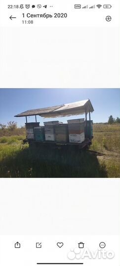 Продам пчелосемьи