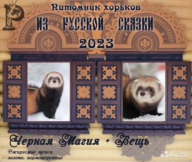 Хорьки из профи питомника с документами