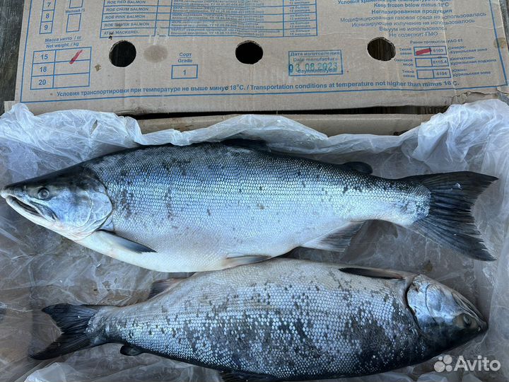 Кижуч дикий