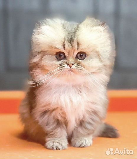 Золотая шиншилла котята