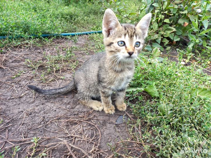 Бенгальская кошка