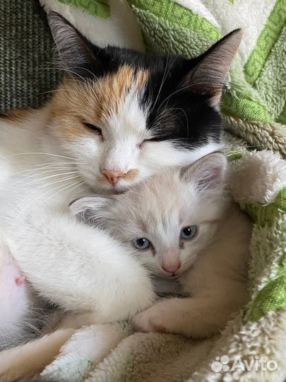 Котята 1,5 месяца