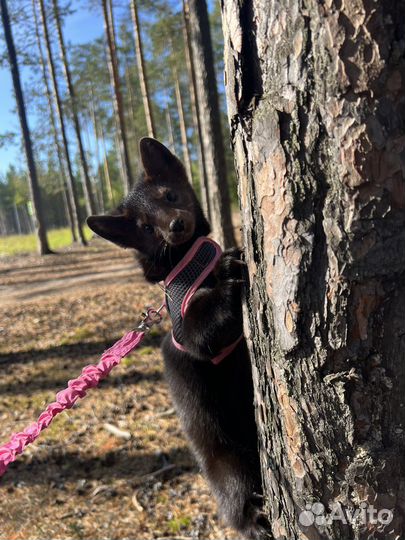 Соболь животное