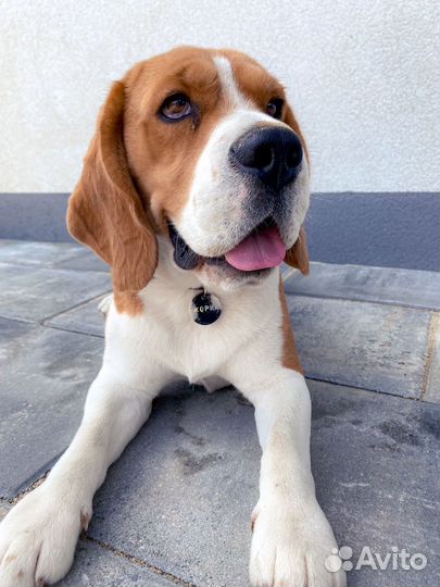 Бигль вязка