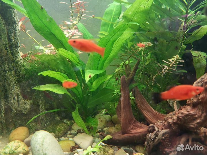 Аквариумные рыбки, креветки и растения