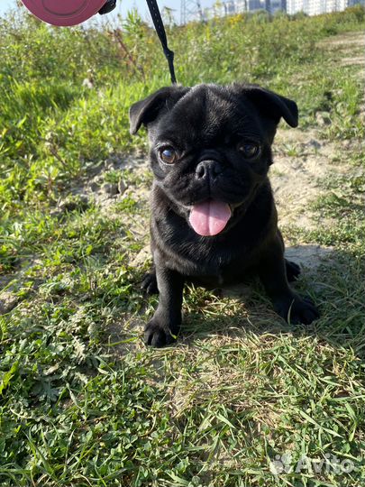 Щенок мопса девочка