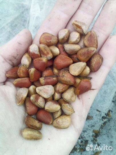 Кедр корейский (сосна кедровая корейская)