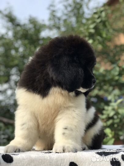 Ньюфаундленд
