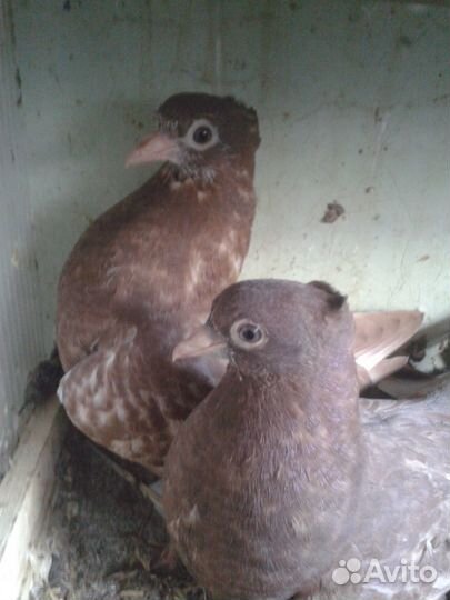 Голуби свердловские