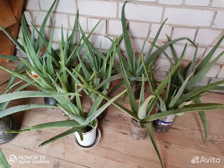 Алоэ столетник