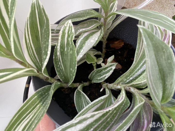 Традесканция альбифлора