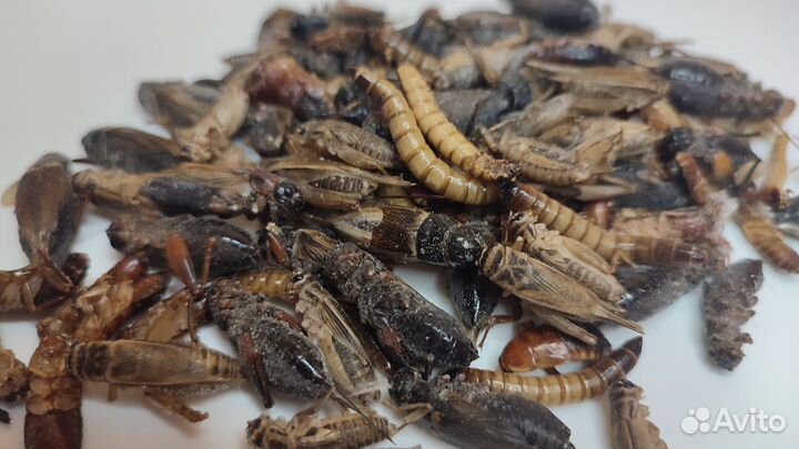 Замороженные к.о. сверчки, тараканы, мыши, крысы