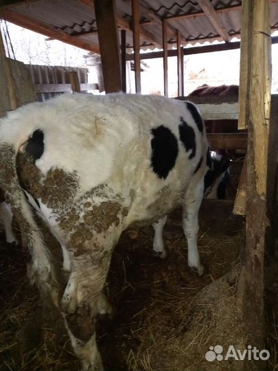 Коровыи бычки