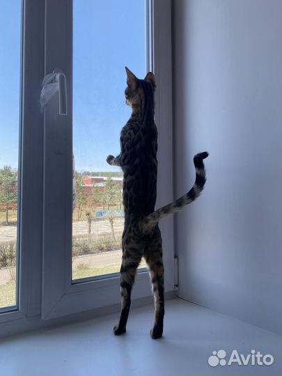 Бенгальская кошка