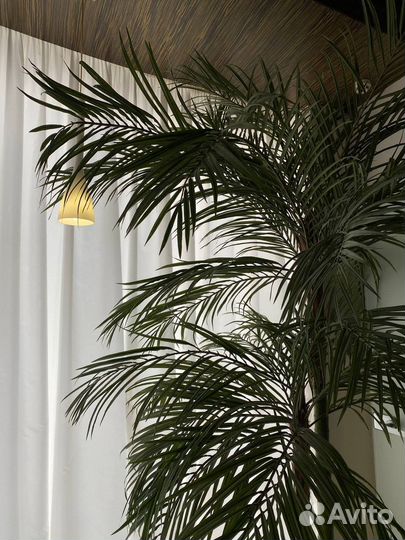 Искусственные растения для декора