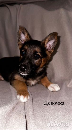 Щенок мальчик и девочка не крупные 2 мес