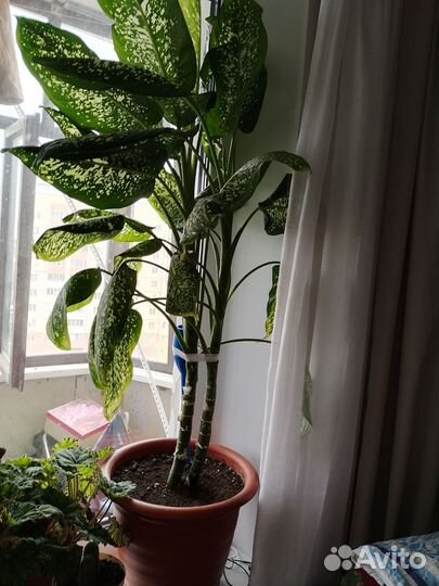 Диффенбахия