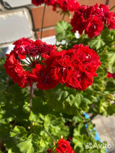 Герань,пеларгония